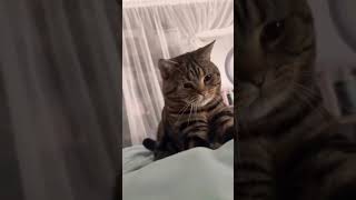 Funny Cats #pets #cats #catlover #viral