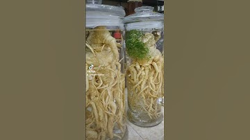 Đinh lăng vào bình ngâm rượu đẹp mê ly #shorts #dinhlang #congdungdinhlang