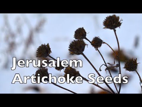 Video: Jerusalem Artisjokke Groei - Plant Jerusalem Artisjokke