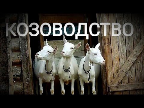 УЛИЧНАЯ КОРМУШКА ДЛЯ КОЗ.ОСЕНЬ РАБОТЫ В ДЕРЕВНЕ. - YouTube