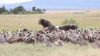 Vultures squabbling loudly over a carcass