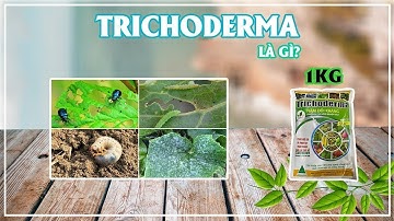 Nấm đối kháng Trichoderma là gì? #trichoderma | Thiên Thảo Hân