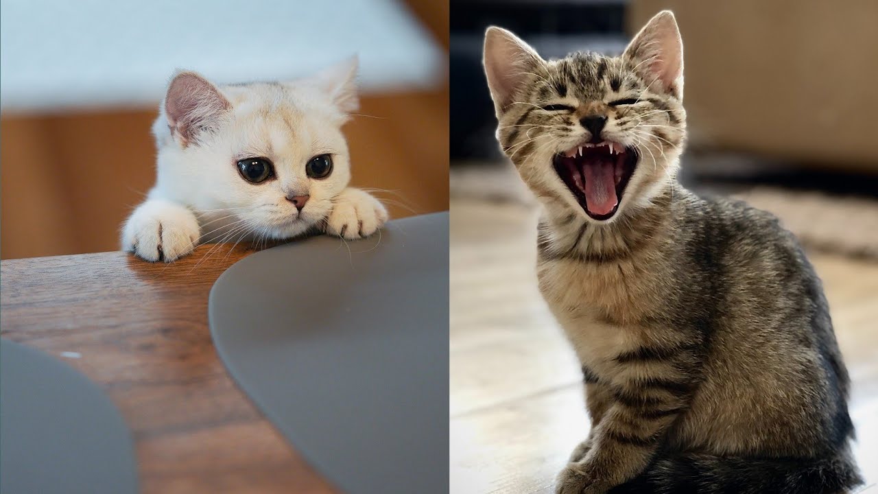 Baby Cats - Cute and Funny Cat Videos Compilation | Aww Animals - YouTube