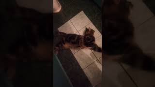 Кошка и Валерьянка - пара. Cat and valerian. funny videos Кошка и Валерьянка - пара. Cat and valerian. funny videos