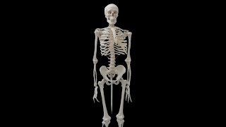 هل تعلم كم هو عدد عظام الإنسان؟