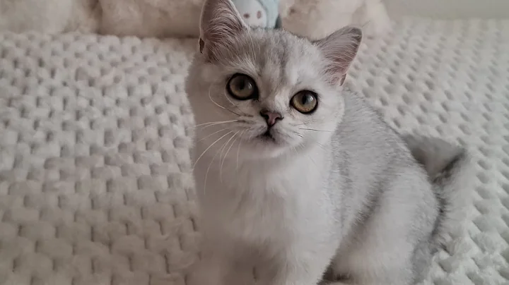 Watch the video about British Shorthair kitten Mochi is 5 months old.