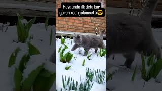 Hayatında Ilk Kez Kar Gören Kedi Gülümsetti