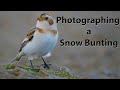 Photographing Snow bunting on the Malvern Hills. I also show my replacement Buteo hide on a marsh