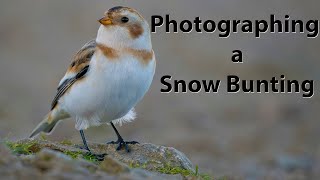 Photographing Snow bunting on the Malvern Hills. I also show my replacement Buteo hide on a marsh