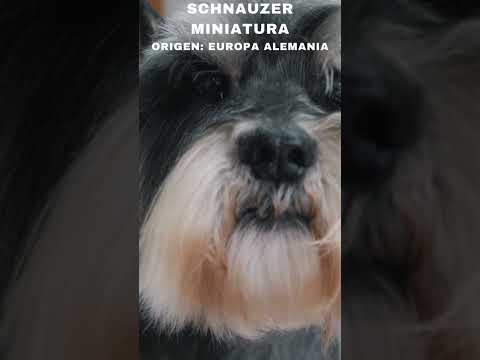 Video: Su Perro y los Peligros del Verano