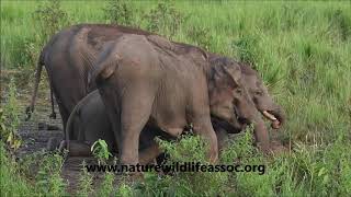 happy elephants