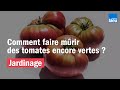JARDINAGE | Comment faire mûrir des tomates encore vertes ?