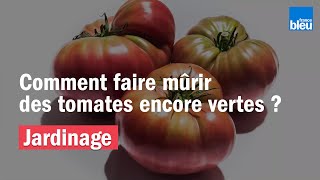 JARDINAGE | Comment Faire Mûrir Des Tomates Encore Vertes ? JARDINAGE | Comment Faire Mûrir Des Tomates Encore Vertes ?
