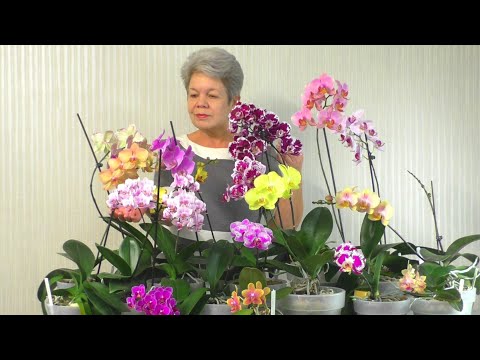 Βίντεο: Λάθη κατά την προετοιμασία λουλουδιών για το χειμώνα
