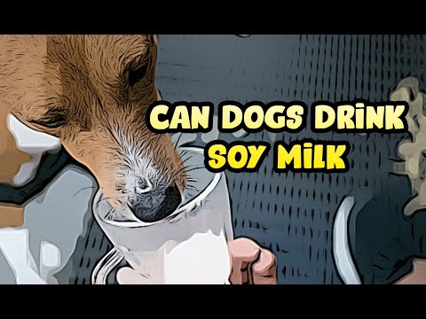 वीडियो: पिल्ले को सोया दूध कैसे दें
