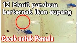 12 MENIT BERTERNAK IKAN CUPANG PEMULA LANGSUNG BISA - Durasi: 12.44. 