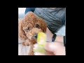 犬のノミ・マダニ・シラミ予防 【マイフリーガードαの塗り方】