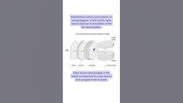 Researchers combine the power of #AI and the #connectome to predict #brain cell activity #science
