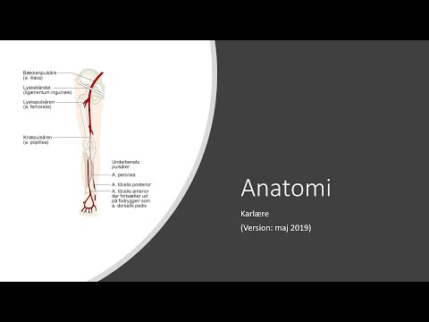 Video: Forskellen Mellem Aorta Og Arterie