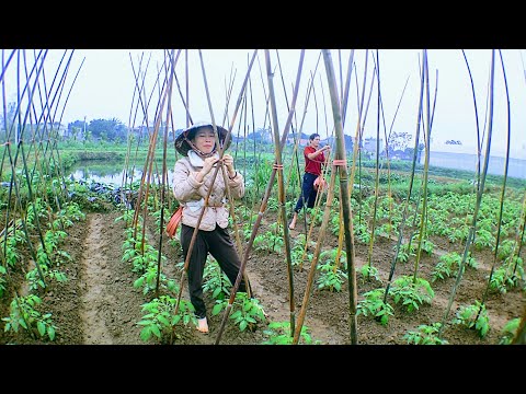 Video: Tomato Trellis Ideas - Cách làm giàn trên cao cho cây cà chua