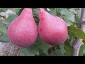 Груша сорт летний Старкримсон(Ред Фаворитка)pear Starkrimson