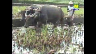 CARA LENGKAP TANAM PADI MODERN NASA