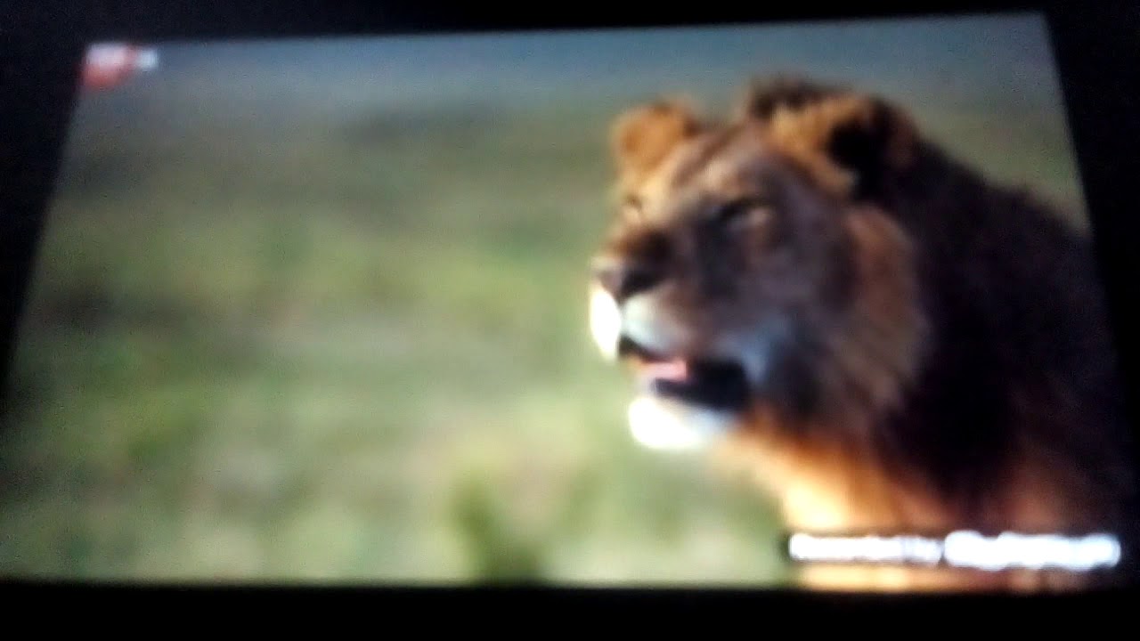 The Animal kinG - YouTube