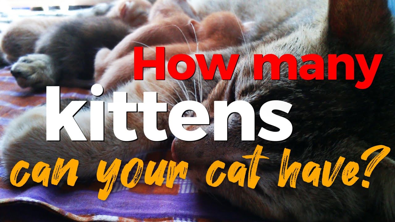 Kitten Galore: How Many Can Your Cat Have? - YouTube