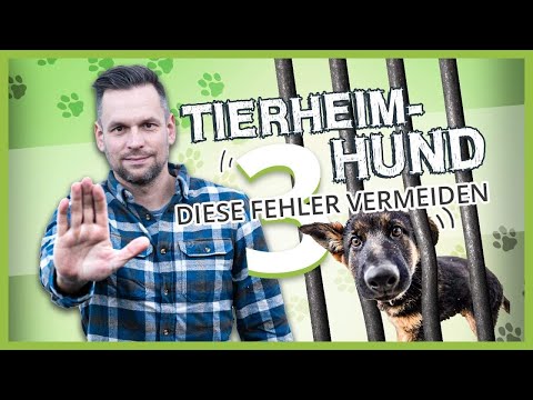 TIERHEIMHUND richtig aussuchen – Vermeide diese 3 Fehler!