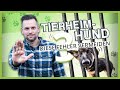 TIERHEIMHUND richtig aussuchen [Vermeide diese 3 Fehler!]