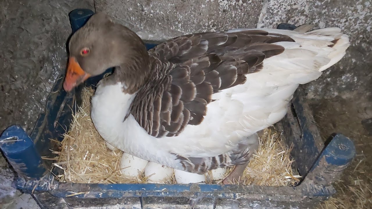 Kaz nasıl kuluçkaya yatar #kaz #nasil #yatar