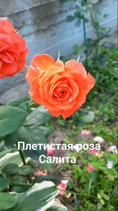 Плетистая роза Салита - YouTube