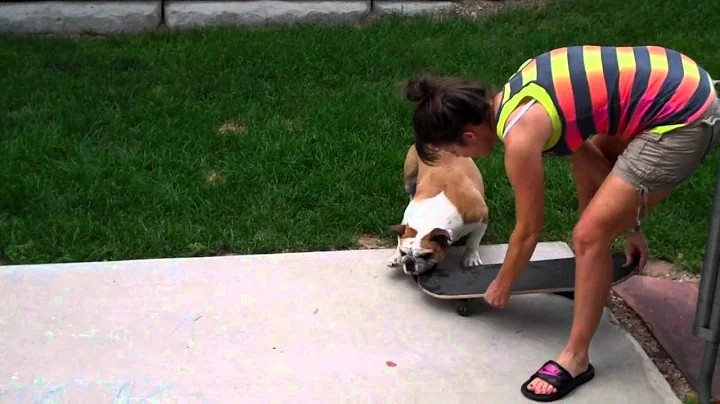 Most bulldogs LOVE skateboarding; what happened he...