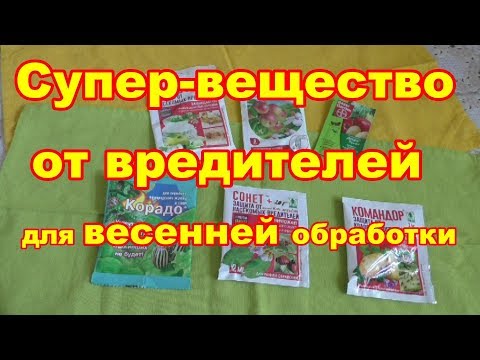 Видео: Что такое баклажан Prosperosa: узнайте о растении Prosperosa, информации и уходе