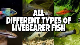 All Types Of Livebearer Fish Prathmesh Aquatics