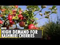 Bumper cherry harvest in Kashmir Valley, government to airlift produce to support farmers | English