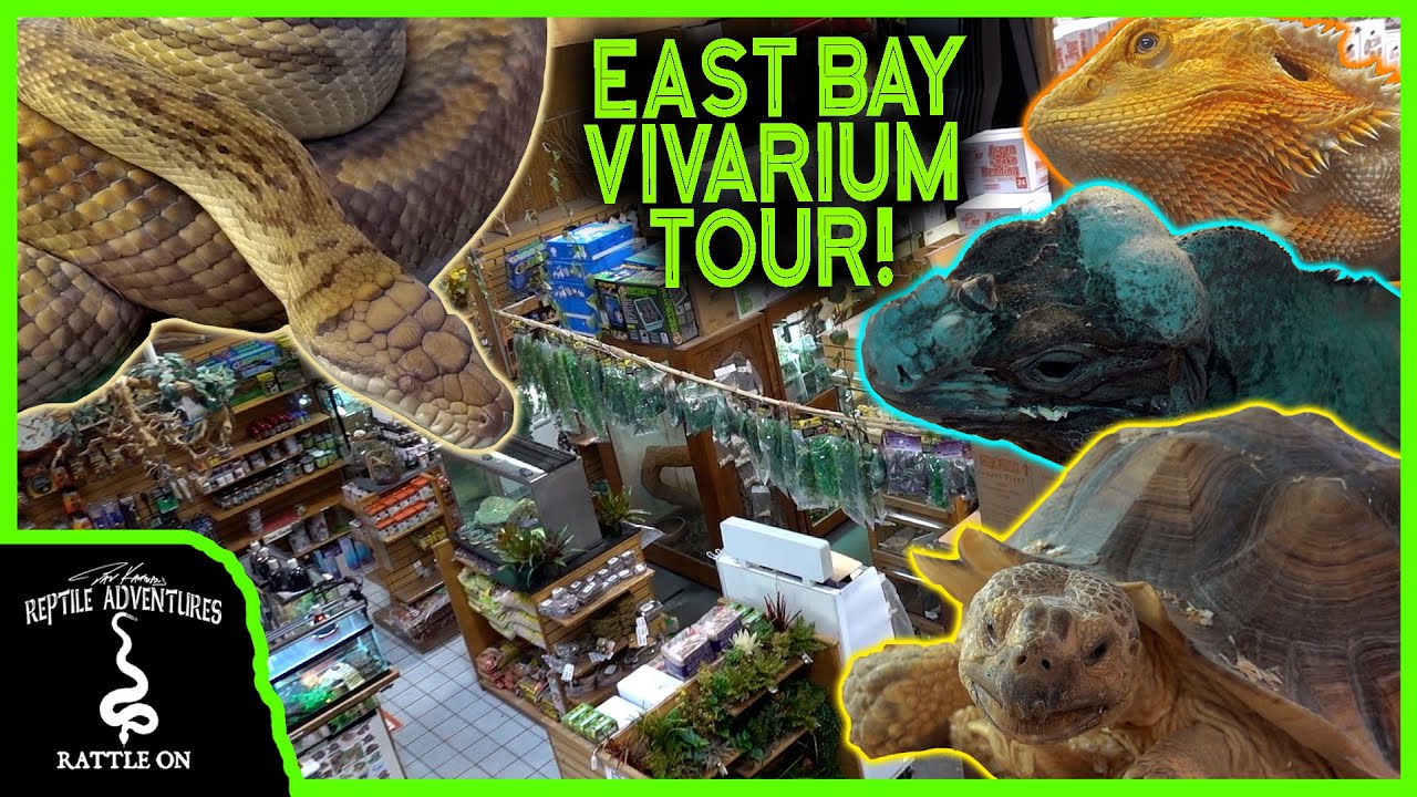 TOURING THE OLDEST AND BIGGEST REPTILE SHOP IN THE COUNTRY East Bay touring-the-oldest-and-biggest-reptile-shop-in-the-country-east-bay