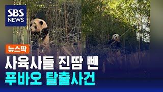 관람객 줄줄이 퇴장…사육사들 진땀 뺀 푸바오 탈출사건 / SBS / 뉴스딱