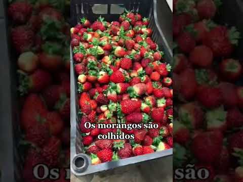 Vídeo: Refrigeração de plantas de morango: Aprenda sobre os requisitos de refrigeração para morangos