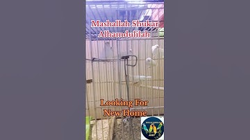 Albino Red Eyes Java Phatte Available#mab_aviary_karachi#parrot