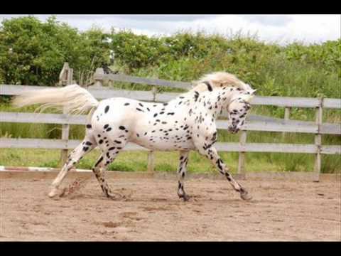 Knabstrup horses.wmv - YouTube Knabstrup horses.wmv - YouTube