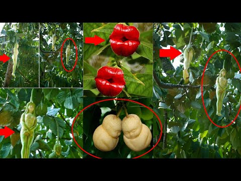 Video: Ambapo Huko Moscow Unaweza Kununua Matunda Ya Mangosteen Ya Kigeni