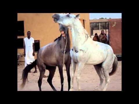 صراع الخيول