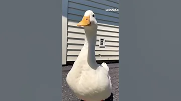 البطة المرعبة اغنية البطة البطة Duck Duck 