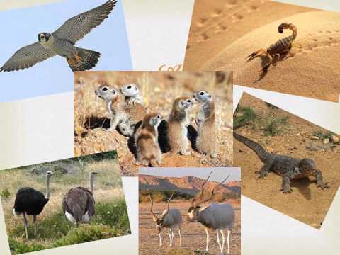 Animals and Plants of the Sahara Desert
