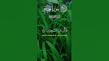 سورة الحجر /جزء(97-99) بصوت القارئ عبد الرحمان مسعد