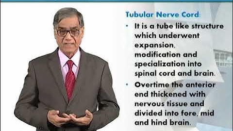Nervous System in Vertebrates | Animal Form & Function 1 (Theory) | ZOO516T_Topic047