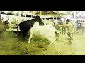 Bachrda Kabo Sy Bahar Hogaya || Afrdi Cattle Farm || Heavy Bulls