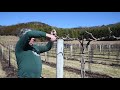 Pruning Grapevines in Wisconsin for Cold Climate - 1-4 Year Old Vines, 20 Year Old Vines, & Concord