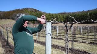 Pruning Grapevines in Wisconsin for Cold Climate - 1-4 Year Old Vines, 20 Year Old Vines, & Concord